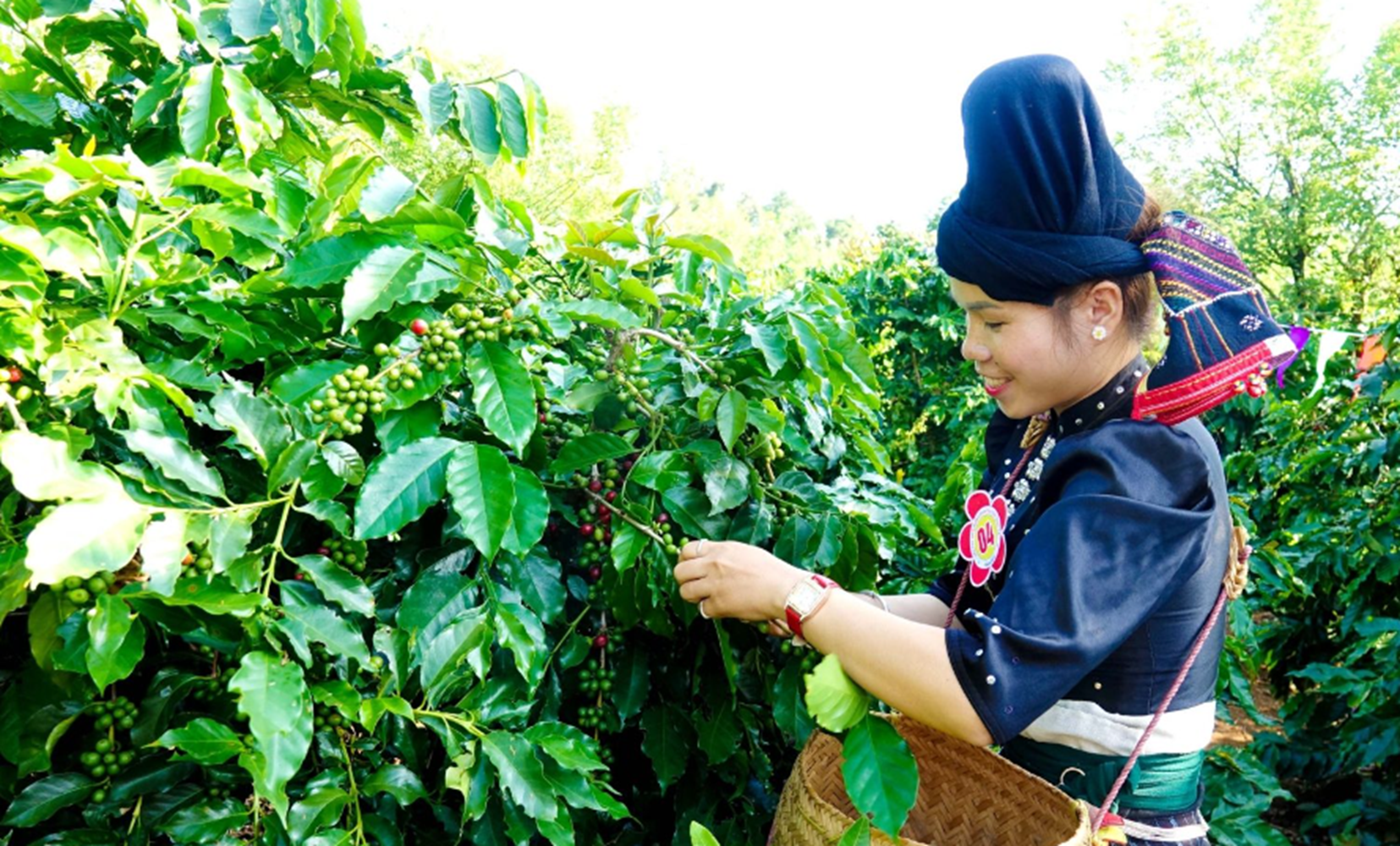 Nông dân Sơn La thu hái cà phê.