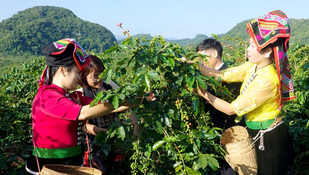 N&ocirc;ng d&acirc;n Sơn La thu hoạch c&agrave; ph&ecirc;.