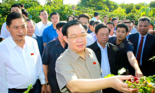 Đầu tư liên kết phát triển bền vững cà phê Sơn La