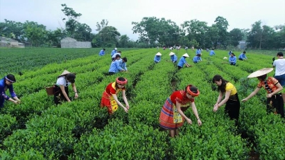 Solutions needed to boost online sales of products from ethnic minorities