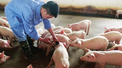 Vietnam exporting swine fever vaccine to five countries