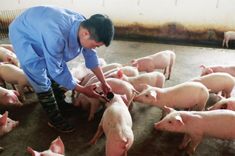 Vietnam exporting swine fever vaccine to five countries