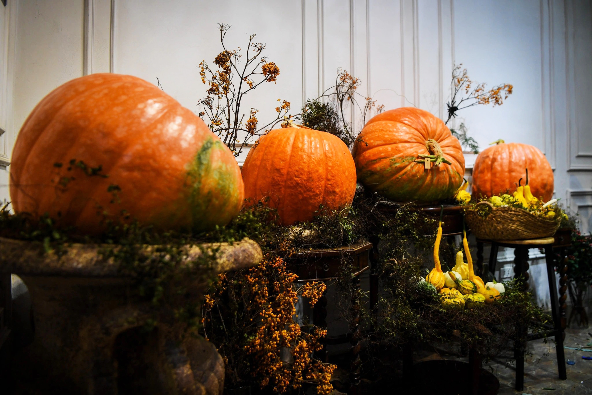 Những năm gần đây, xu hướng trang trí bí ngô dịp Halloween nở rộ. 
