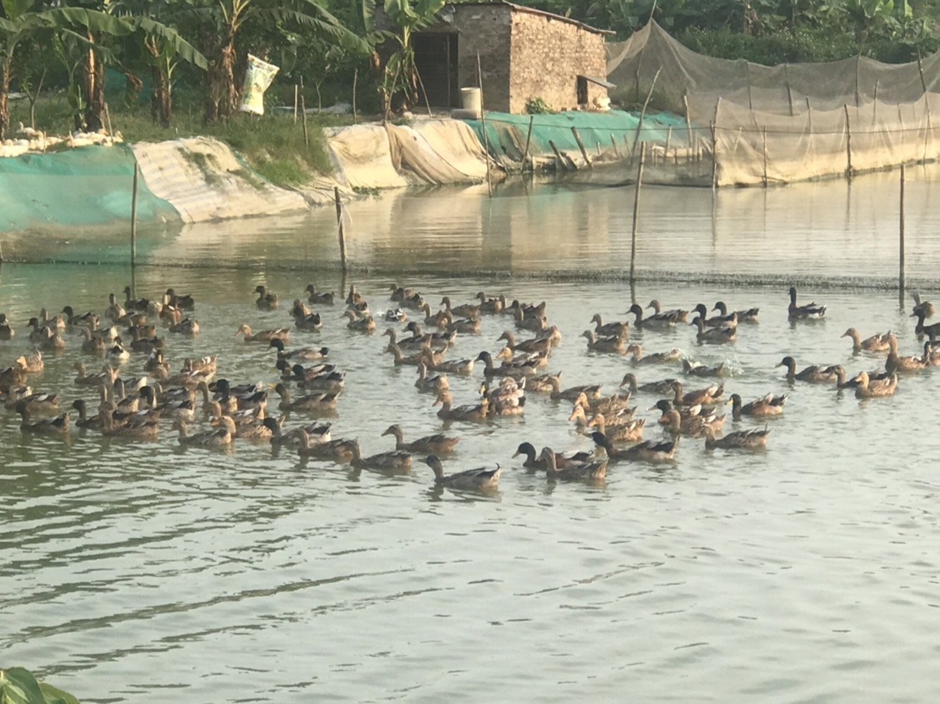 Vịt cỏ Vân Đình đang có giá bán cao hơn nhiều so với vịt ngoại, vịt lai.