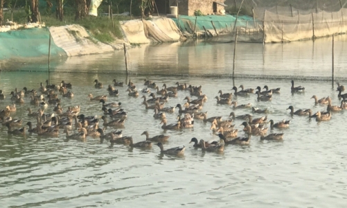 Khôi phục giống vịt cỏ Vân Đình: Giữ lại nguồn gen quý để tránh nguy cơ tuyệt chủng