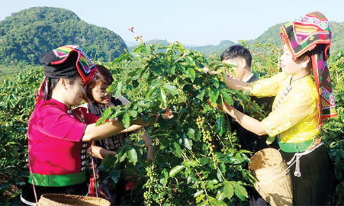 Thích ứng với các “luật” mới của EU: Ngành cà phê phải chuyển đổi 