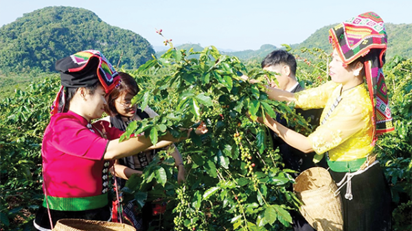 Thích ứng với các “luật” mới của EU: Ngành cà phê phải chuyển đổi 