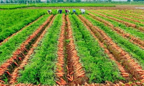 Hải Dương thúc đẩy tiêu thụ nông sản ra thị trường quốc tế