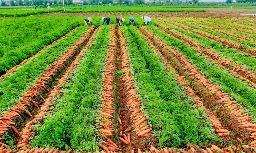 Cà rốt của Hải Dương là sản phẩm nổi bật, được tiêu thụ mạnh tại nước ngoài