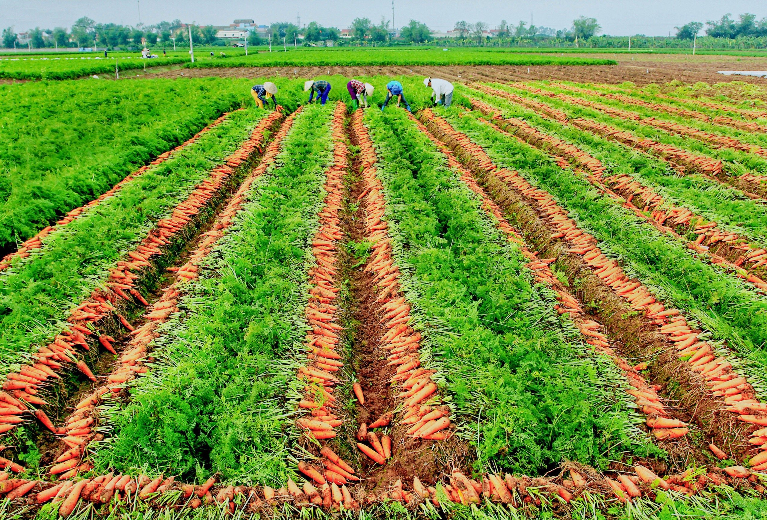 Cà rốt của Hải Dương là sản phẩm nổi bật, được tiêu thụ mạnh tại nước ngoài 