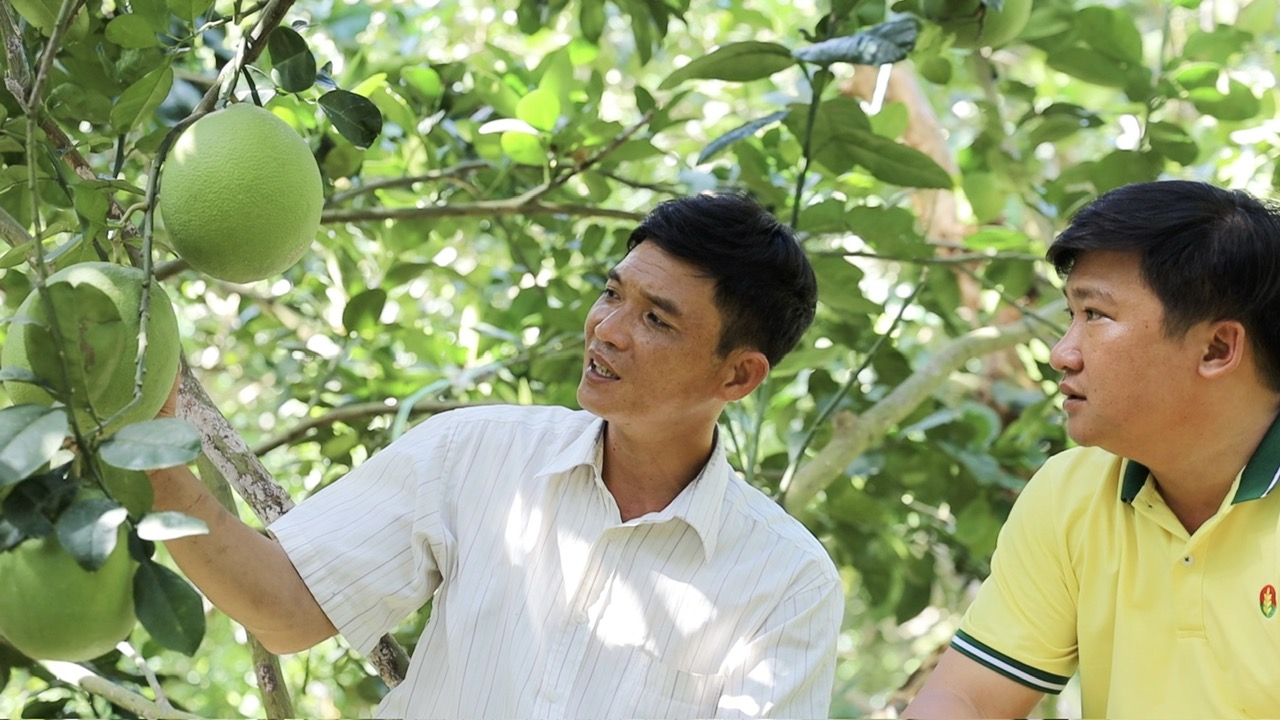 Đại diện Phân bón Cà Mau cùng bà con chăm sóc cây ăn trái.