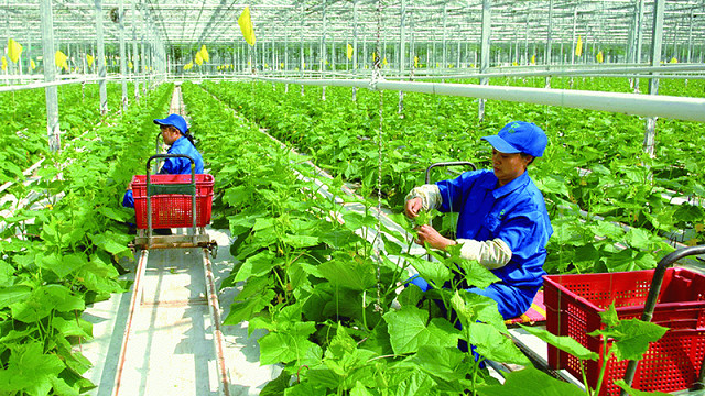Hoạt động sản xuất nông nghiệp của Thanh Hóa tiếp tục duy trì phát triển ổn định