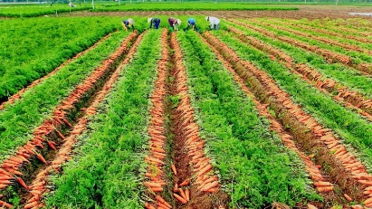 Hai Duong looking to boost farm produce exports