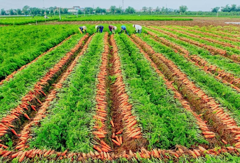 Hai Duong looking to boost farm produce exports
