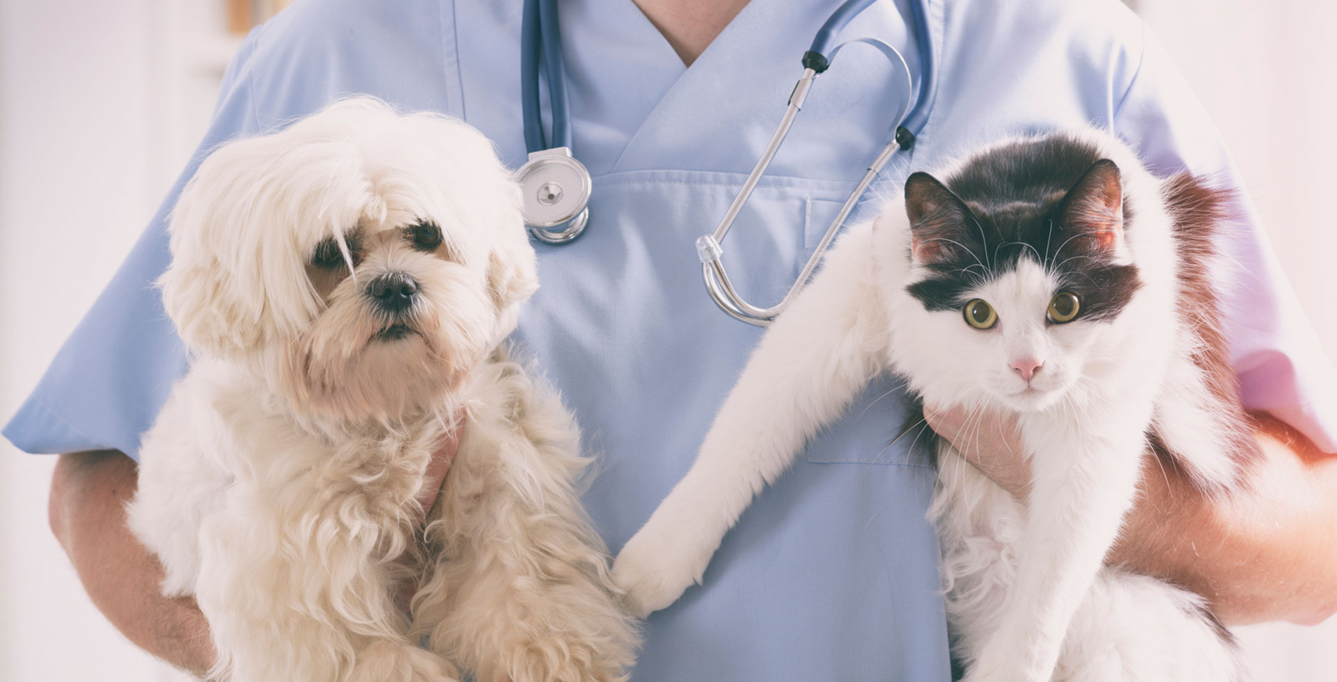 Các công ty như Chewy, Walmart và Petco cũng đang mở rộng sang dịch vụ chăm sóc sức khoẻ cho thú cưng để duy trì tính cạnh tranh.