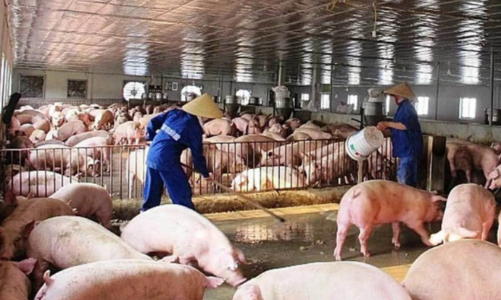 Ngành chăn nuôi cần chuyển đổi theo hướng giảm phát thải