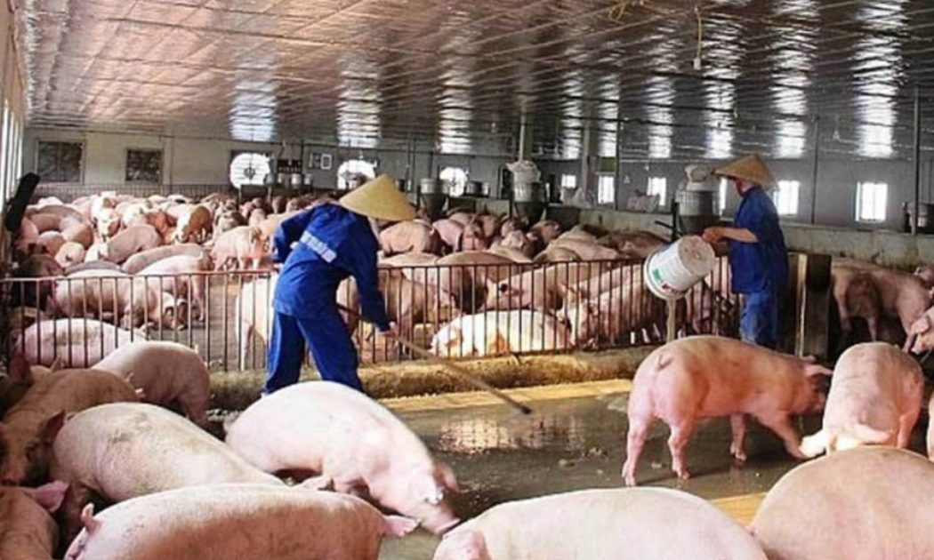 Chăn nuôi thải ra lượng chất thải và khí nhà kính rất lớn.