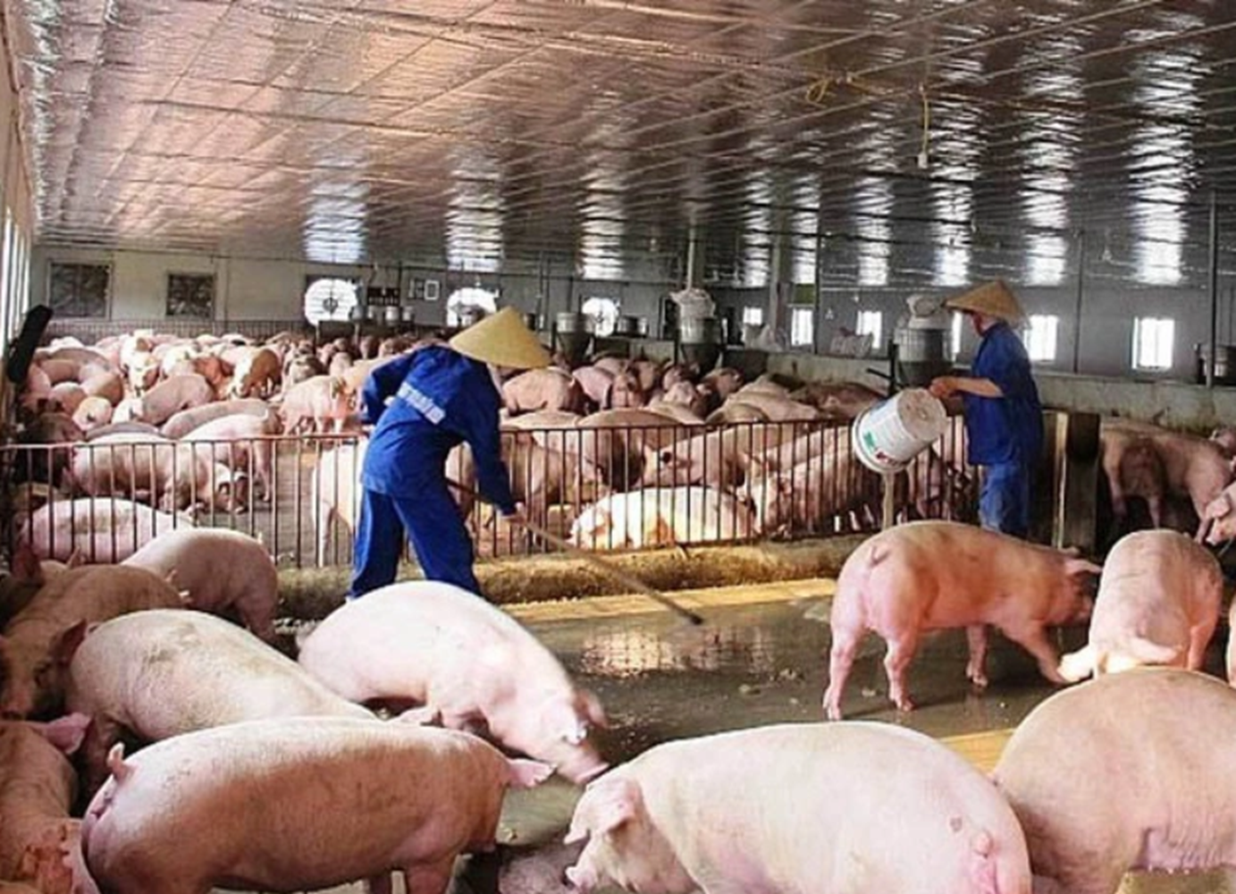 Chăn nuôi thải ra lượng chất thải và khí nhà kính rất lớn.