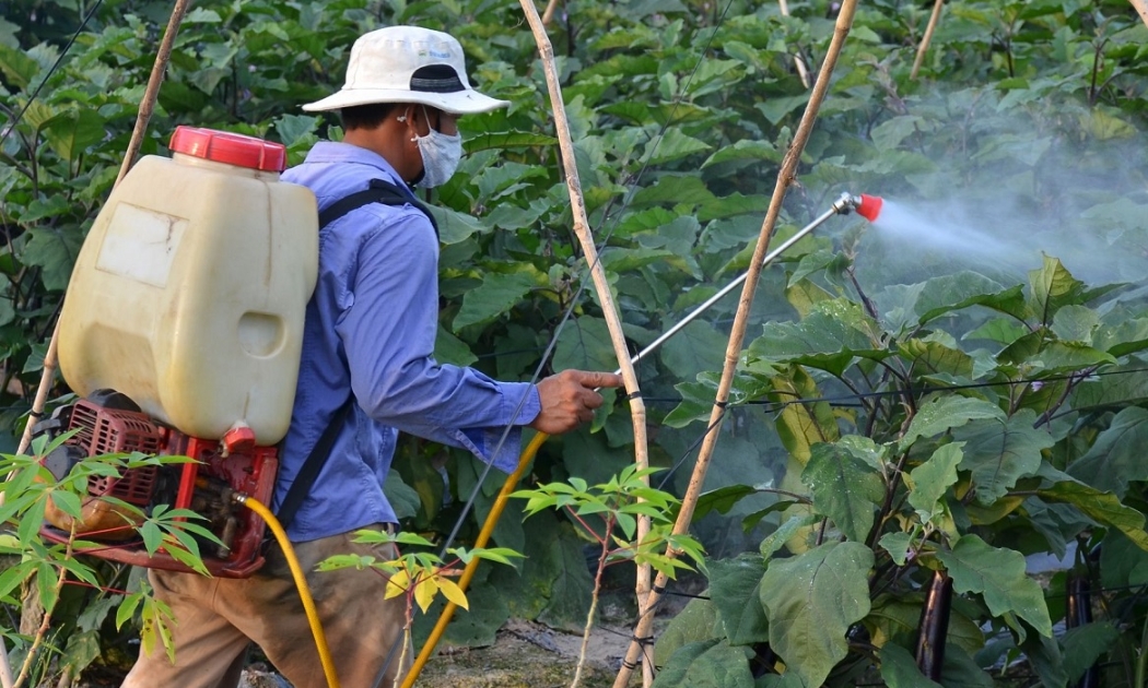 Sử dụng thuốc sinh học là tiền đề để thực hiện hiệu quả việc phát triển sản xuất.