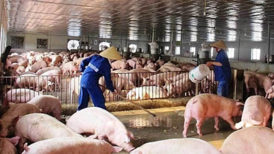 Livestock farming must work to reduce emissions