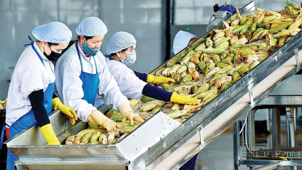 Cần hành động sớm để nông sản Việt thích ứng với đạo luật EUDR 