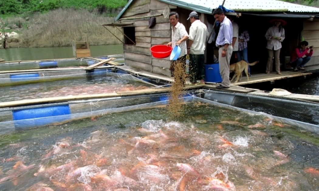 Mô hình nuôi cá bè trong lòng hồ thủy điện tại Quảng Nam