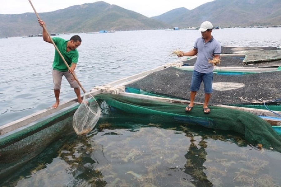 Tôm hùm đăng "tắc" đầu ra do Trung Quốc đột ngột dừng nhập khẩu.