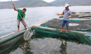 Trung Quốc đột ngột dừng nhập khẩu tôm hùm sống từ Việt Nam, hàng ngàn hộ dân lao đao 
