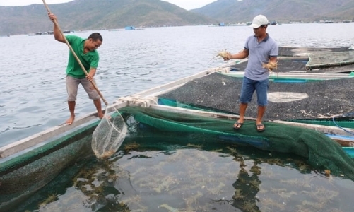 Trung Quốc đột ngột dừng nhập khẩu tôm hùm sống từ Việt Nam, hàng ngàn hộ dân lao đao 