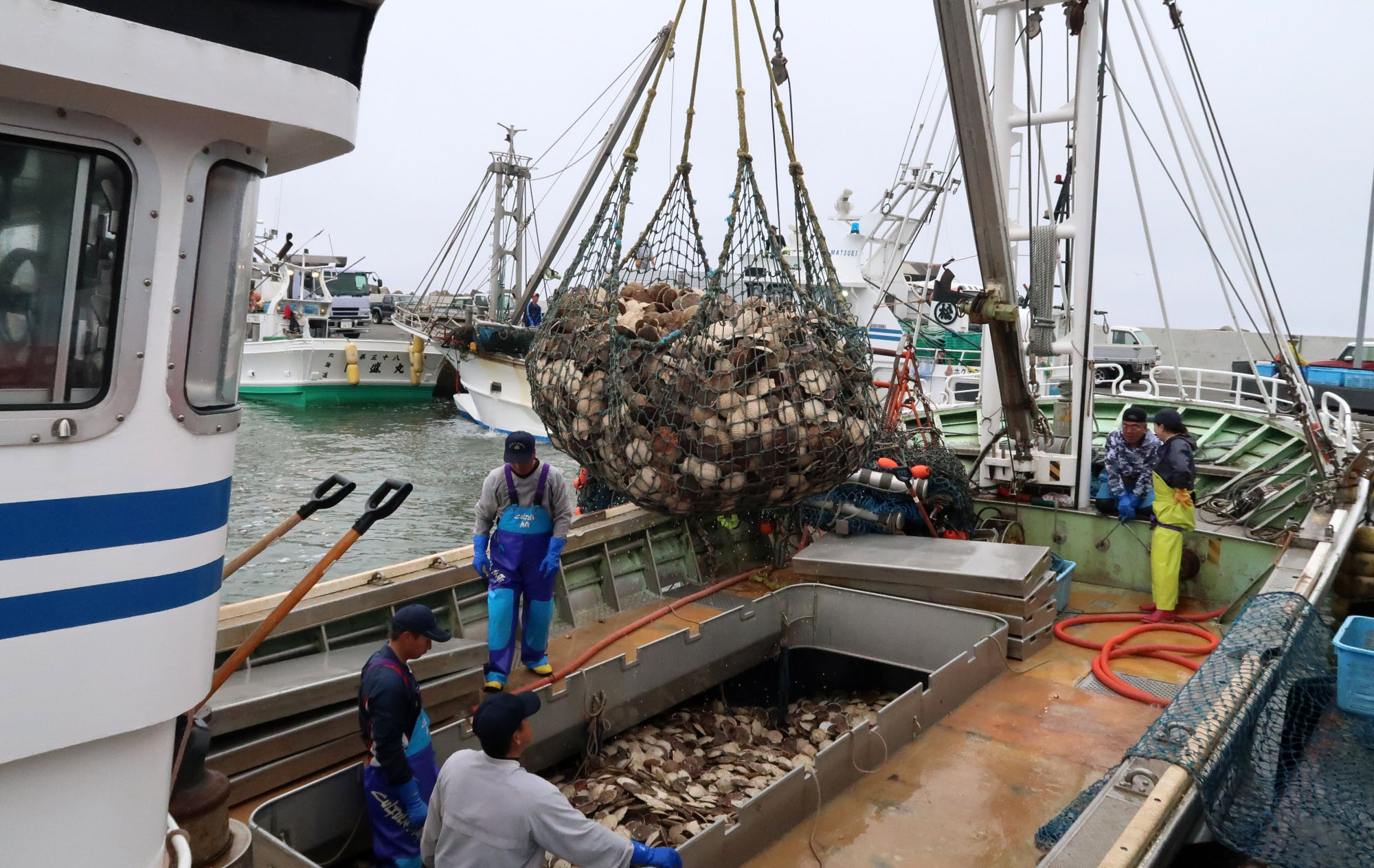 C&aacute;c ngư d&acirc;n ở&nbsp;Sarufutsu,&nbsp;Hokkaido đ&atilde; từng xuất khẩu h&agrave;ng tấn s&ograve; điệp sang Hồng K&ocirc;ng mỗi th&aacute;ng.