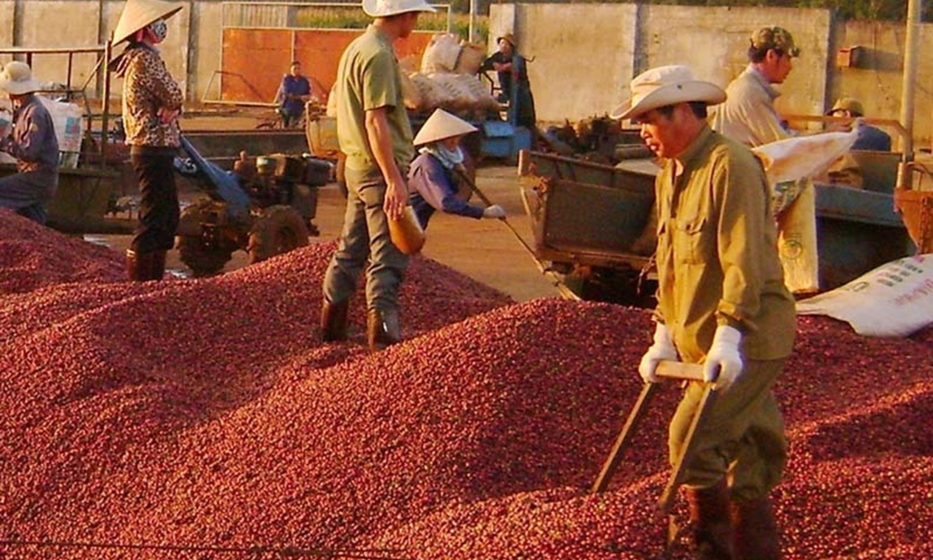 Xuất khẩu cà phê đang được giá, nhưng sản lượng thu hoạch lại giảm.
