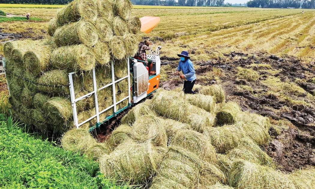 Sau thu hoạch lúa, rơm được thu gom để làm thức ăn cho bò và làm đầu vào sản xuất nhiều sản phẩm khác