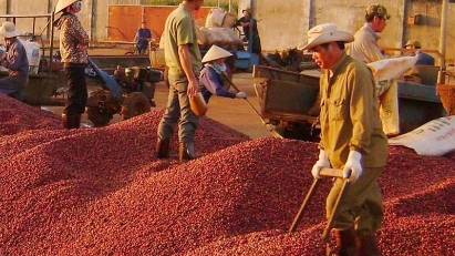 Coffee export price hits three-decade high