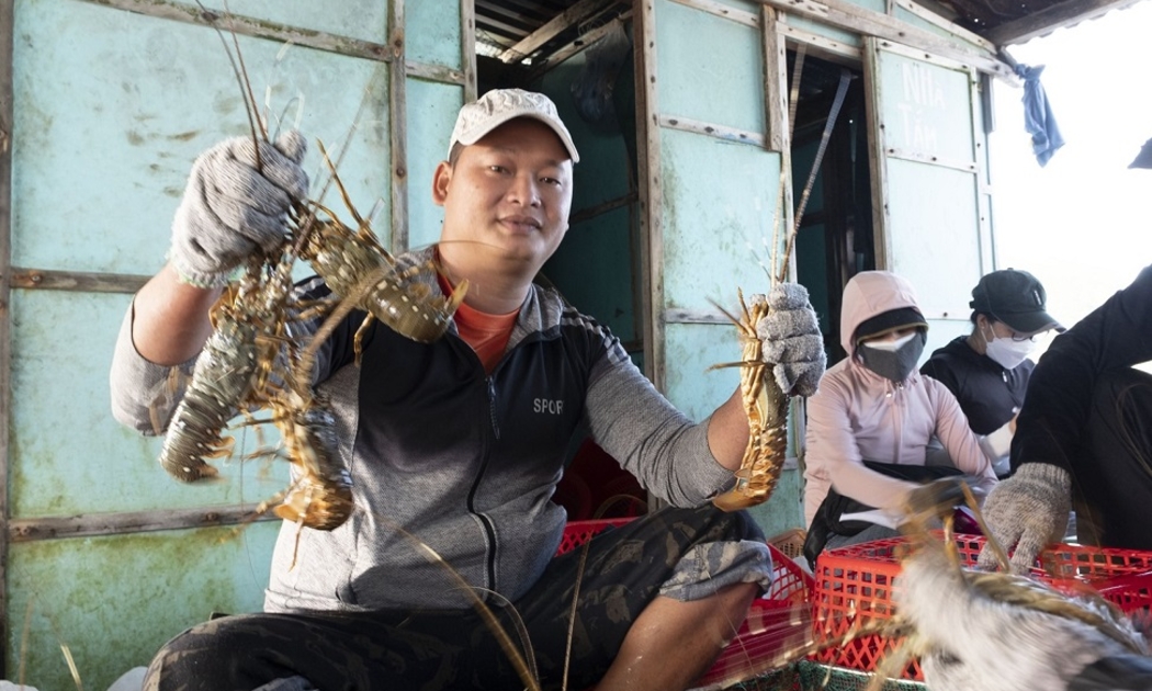 Tôm hùm bông là loài thủy sản được nuôi nhiều tại Khánh Hòa.