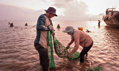 Chứng nhận ASC sẽ đưa nghêu Tiền Giang nâng tầm, vươn xa 