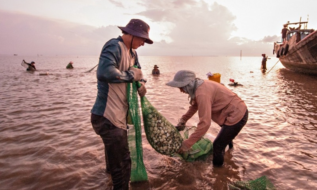 Thu hoạch nghêu ở Gò Công Đông.