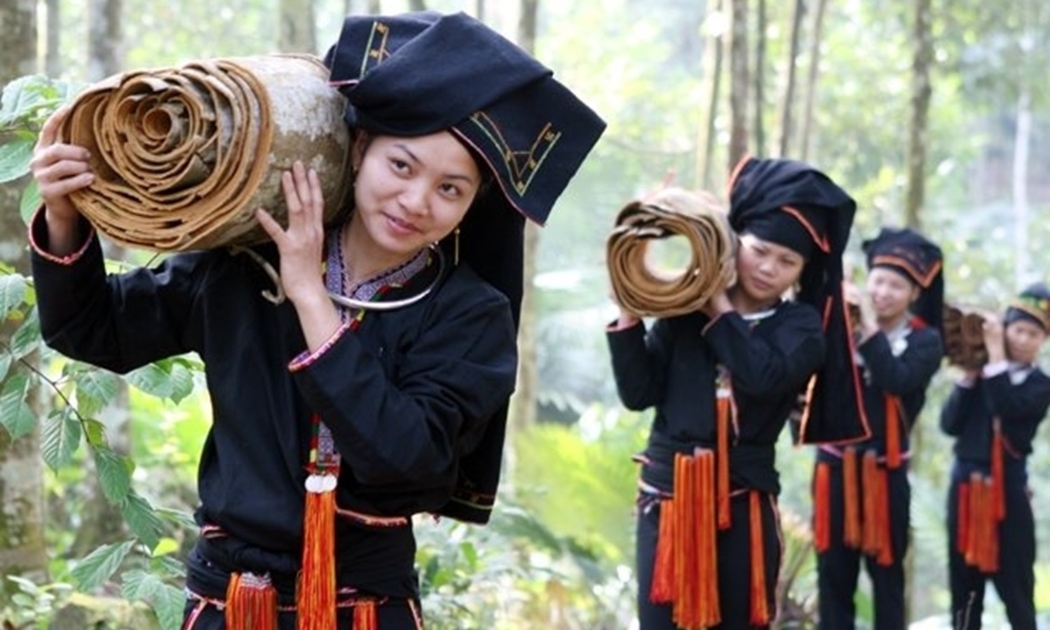 Cây quế đem lại thu nhập cao cho nông dân ở miền núi.