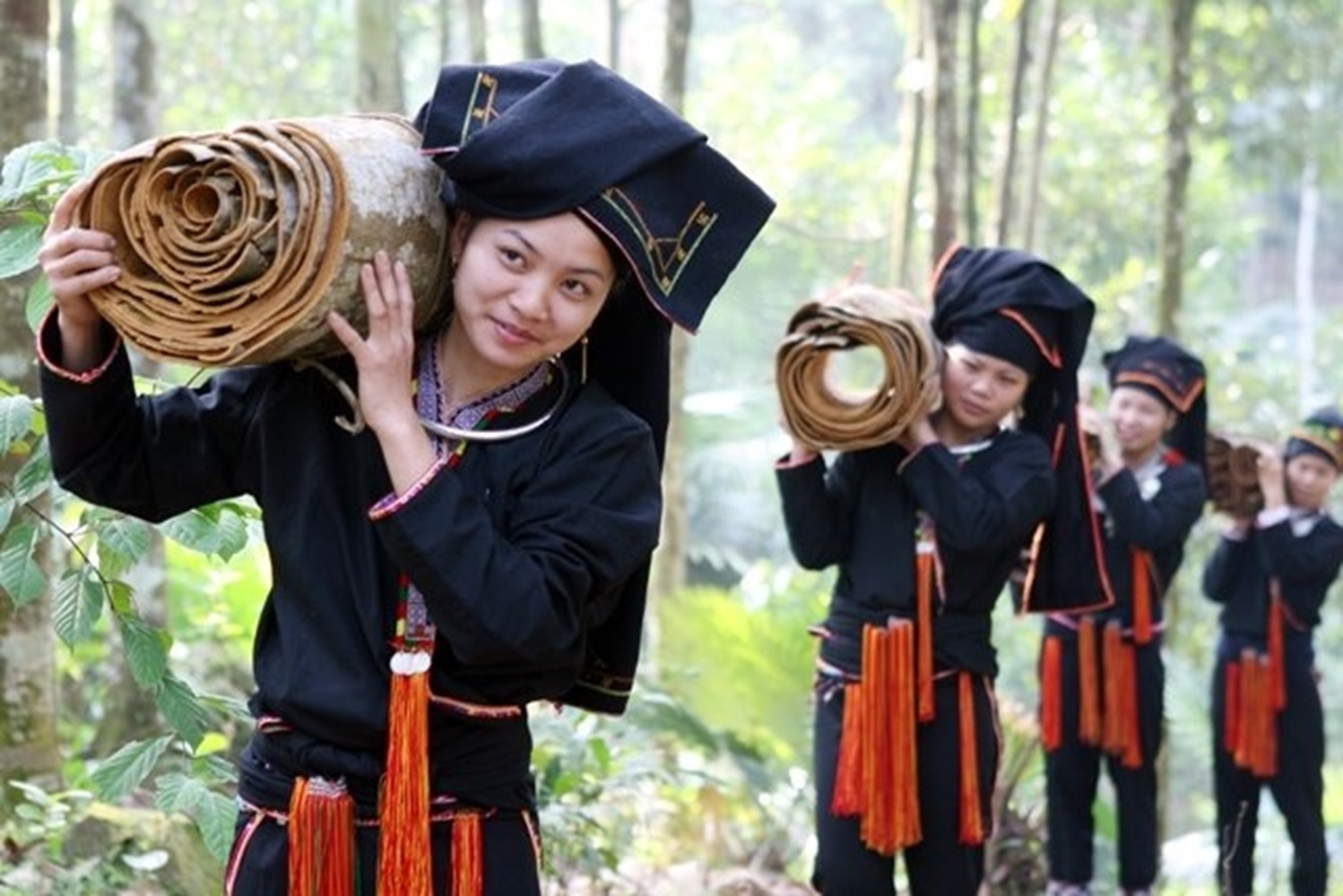 Cây quế đem lại thu nhập cao cho nông dân ở miền núi.