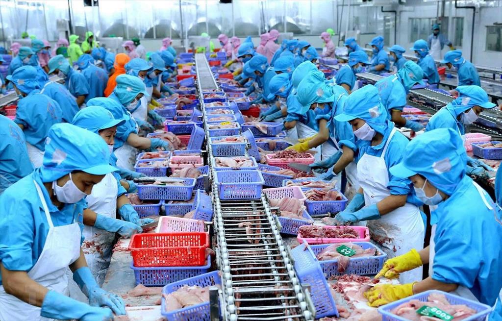  9 tháng năm 2023 xuất khẩu cá ngừ sang Anh đạt hơn 5,5 triệu USD. Ảnh minh hoạ