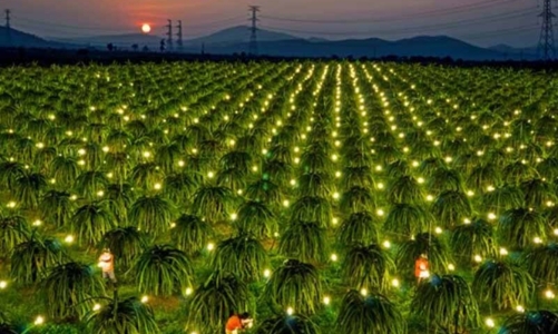 Đầu tư xanh vào chuỗi giá trị thanh long Bình Thuận, giảm phát thải khí nhà kính