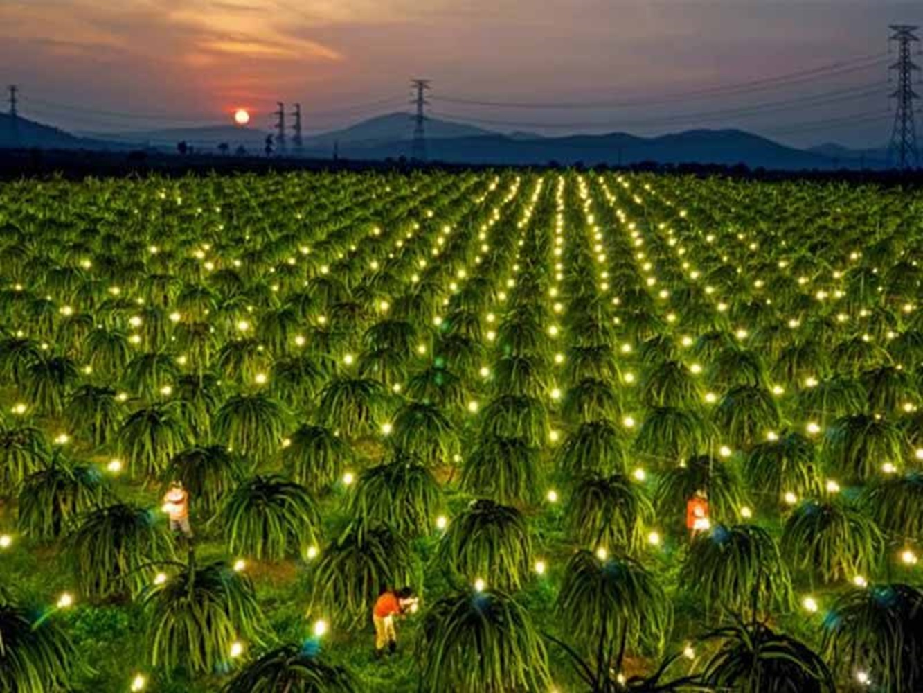 Lắp đèn Led trên vườn thanh long, giúp  tiết kiệm năng lượng chiếu sáng, vẫn đảm bảo cho thanh long ra hoa trái vụ.