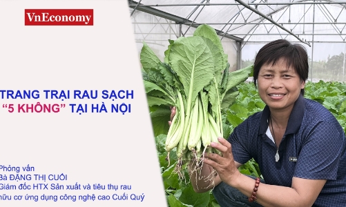 Làm giàu nhờ trang trại rau hữu cơ 