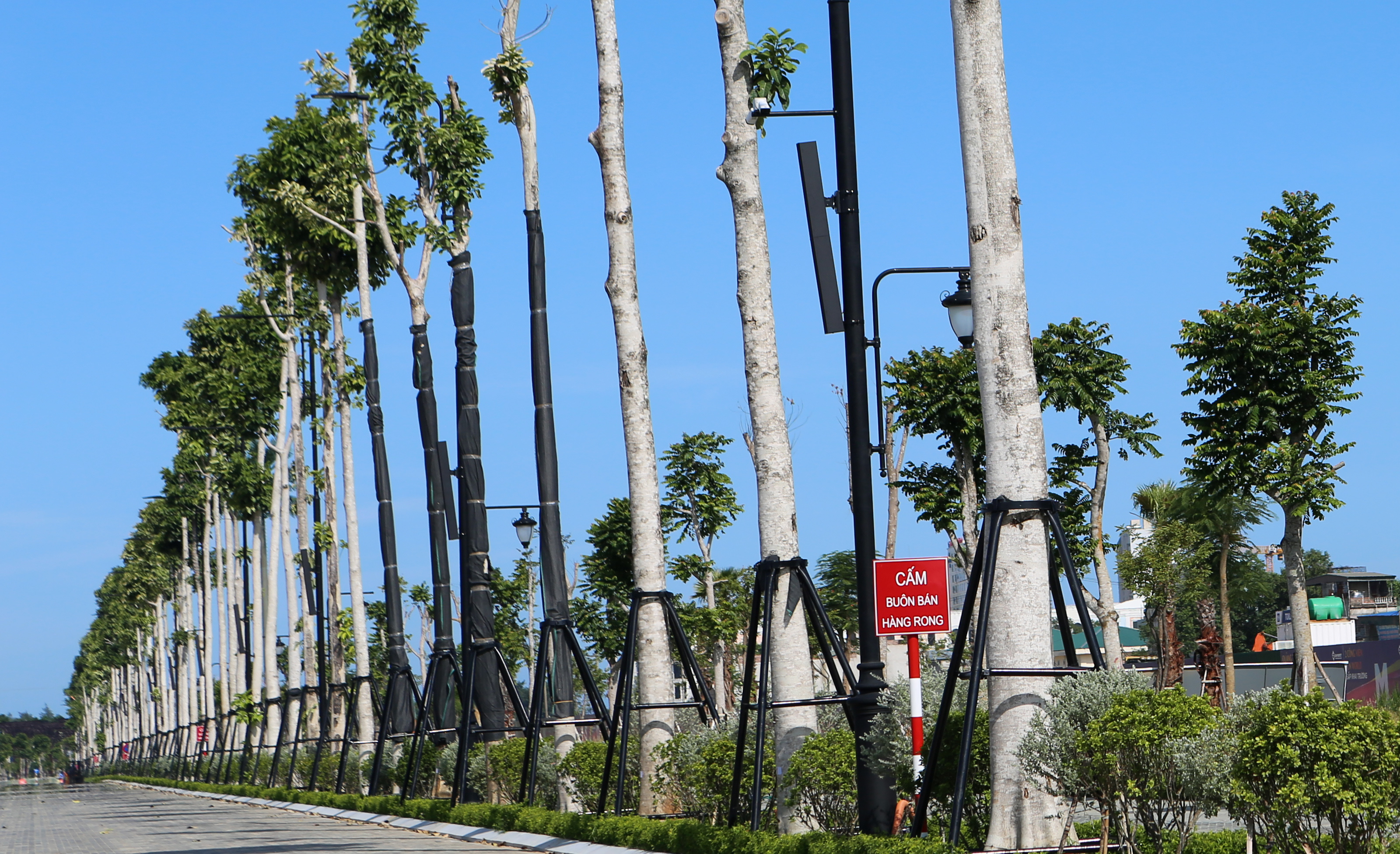 Hệ thống c&acirc;y xanh được trồng hai b&ecirc;n vỉa h&egrave; Đại lộ Đ&ocirc;ng Sơn c&oacute; chiều cao 14-15m, đường k&iacute;nh 30-50cm.
