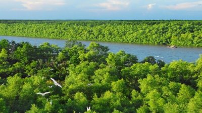 Mangrove forests prove valuable assets in sustainable carbon financing