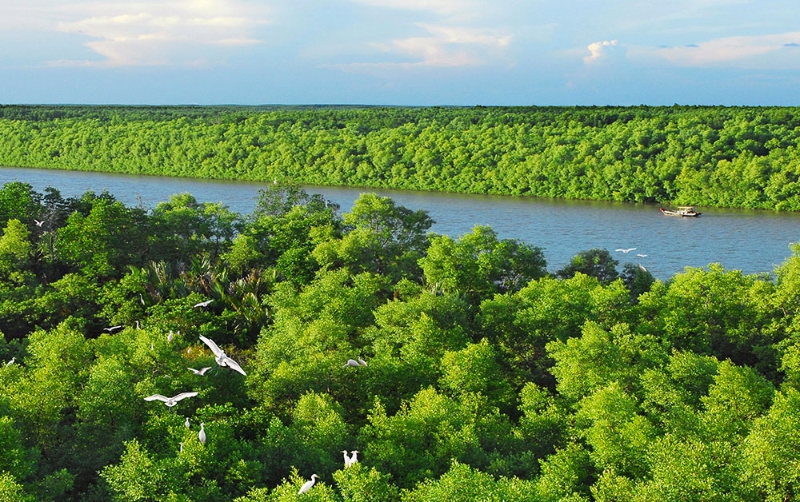 Mangrove forests prove valuable assets in sustainable carbon financing