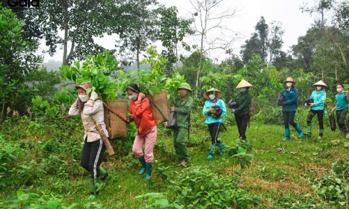 Đóng cửa rừng tự nhiên đến năm 2030, kinh tế lâm nghiệp trông hoàn toàn vào rừng trồng