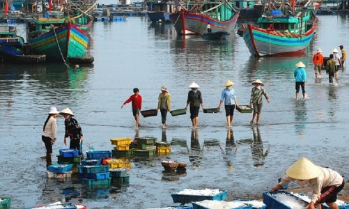 Tái cấu trúc ngành thủy sản phải “song hành” với sinh kế của ngư dân