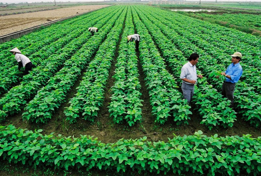 Phát triển nông nghiệp bền vững không thể thiếu vai trò của các hợp tác xã.