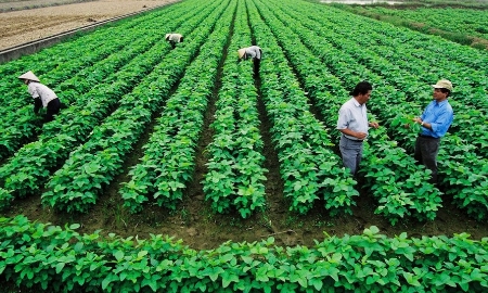 Chuyển đổi xanh trong nông nghiệp không thể thiếu vai trò của các hợp tác xã