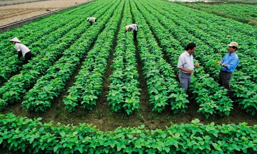 Chuyển đổi xanh trong nông nghiệp không thể thiếu vai trò của các  hợp tác xã 